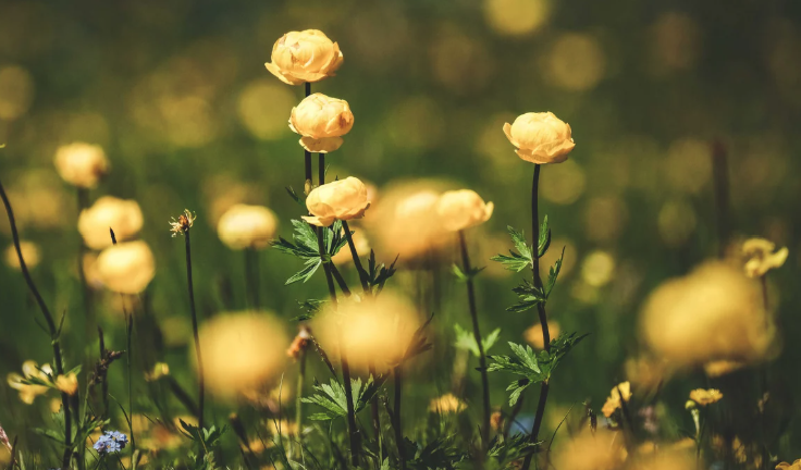 חג פסח של חירות, התחדשות ותקווה